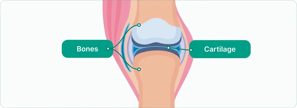 FlexiEase™ healthy joint